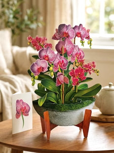 ORCHID OASIS