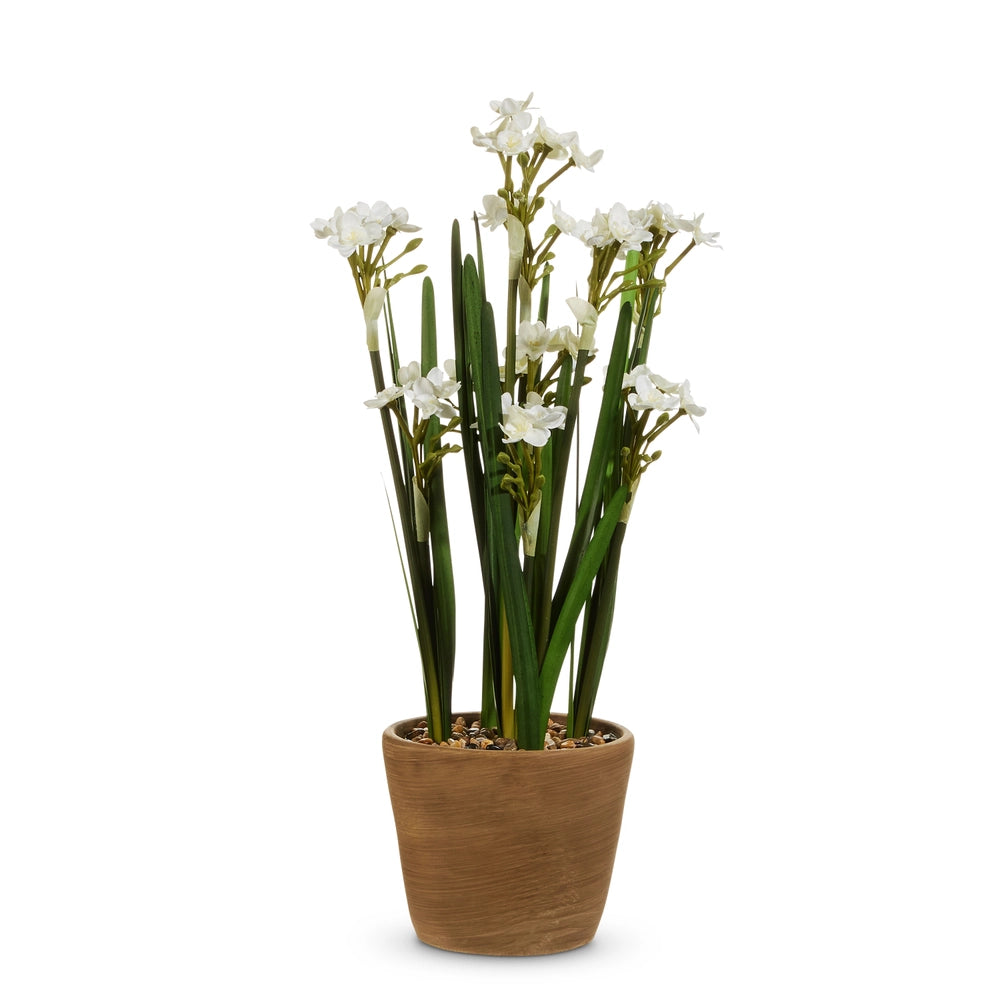 20" POTTED PAPERWHITES