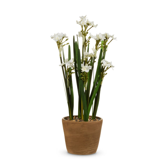 20" POTTED PAPERWHITES