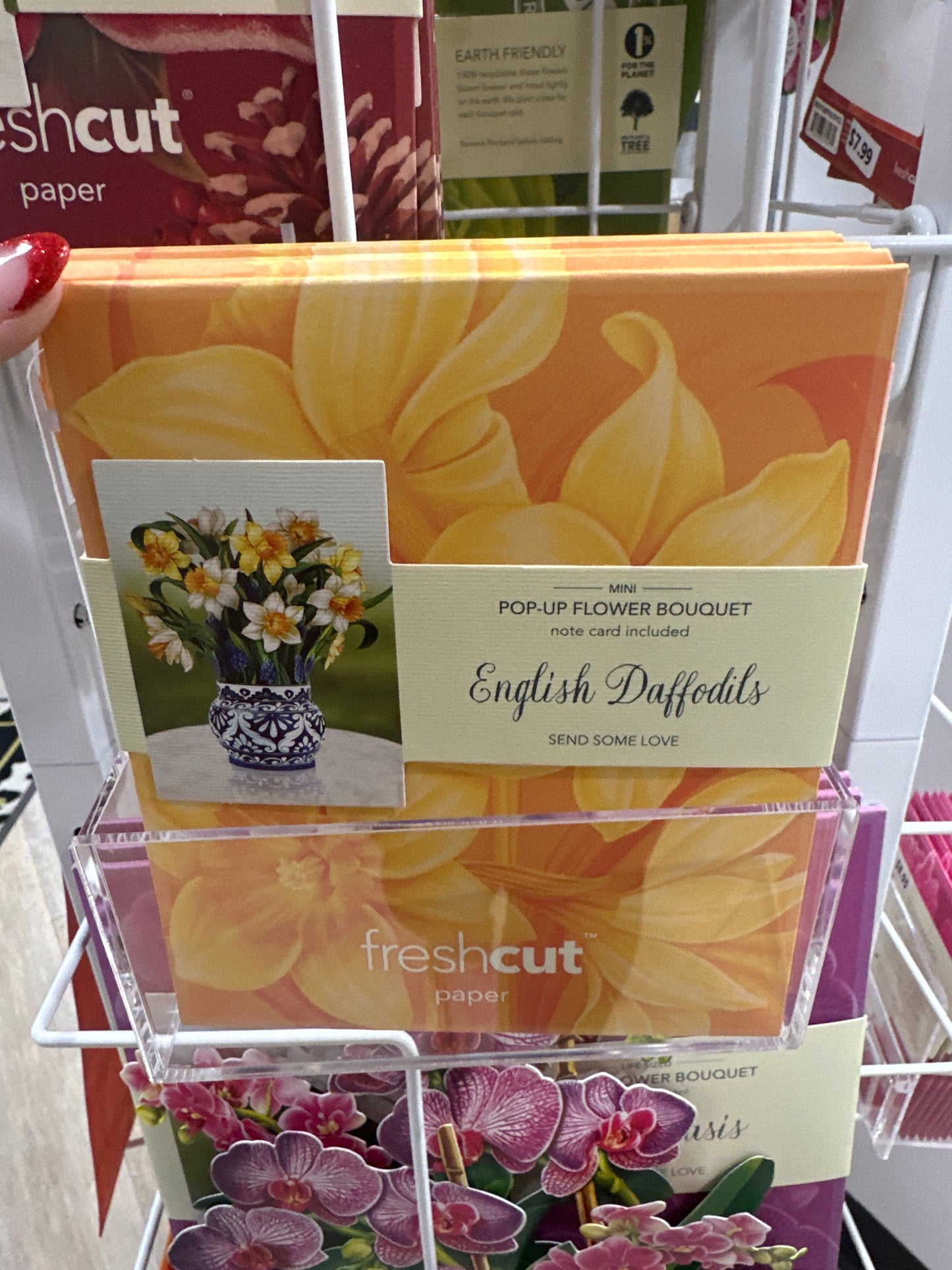 MINI ENGLISH DAFFODIL