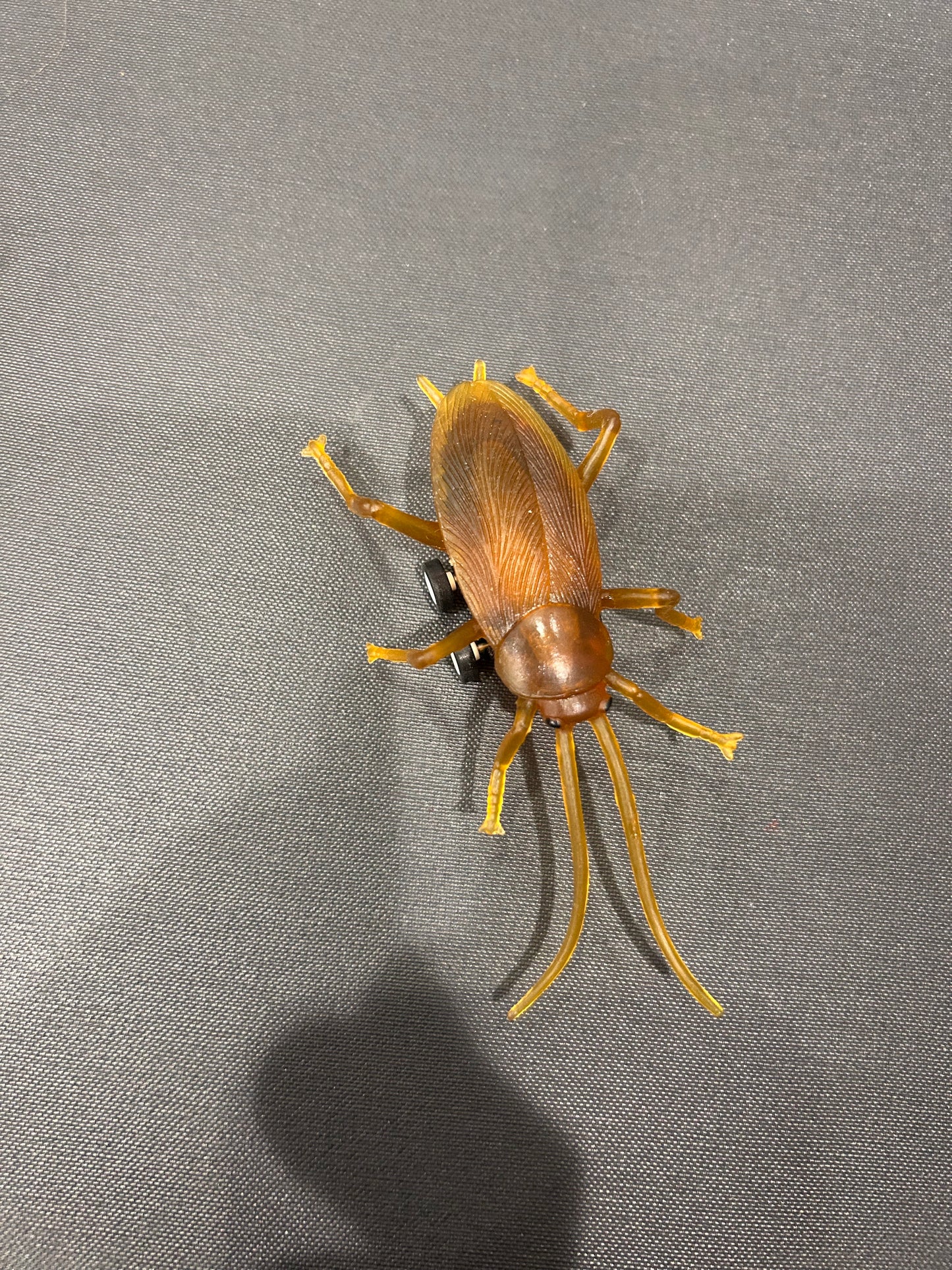 RACING ROACHES