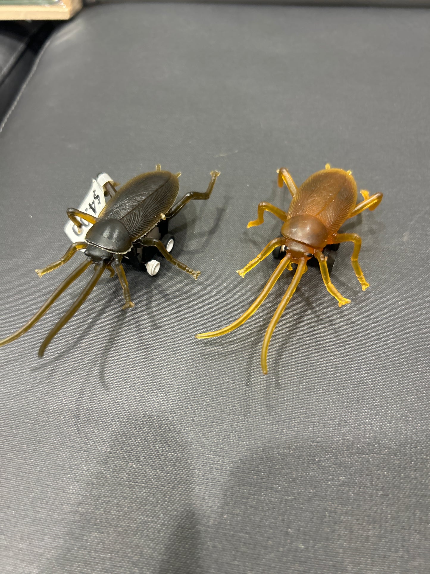 RACING ROACHES