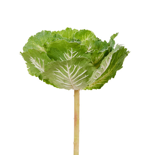 CABBAGE PICK - 10"