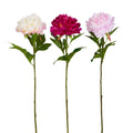 PINK PEONY STEMS - 26"