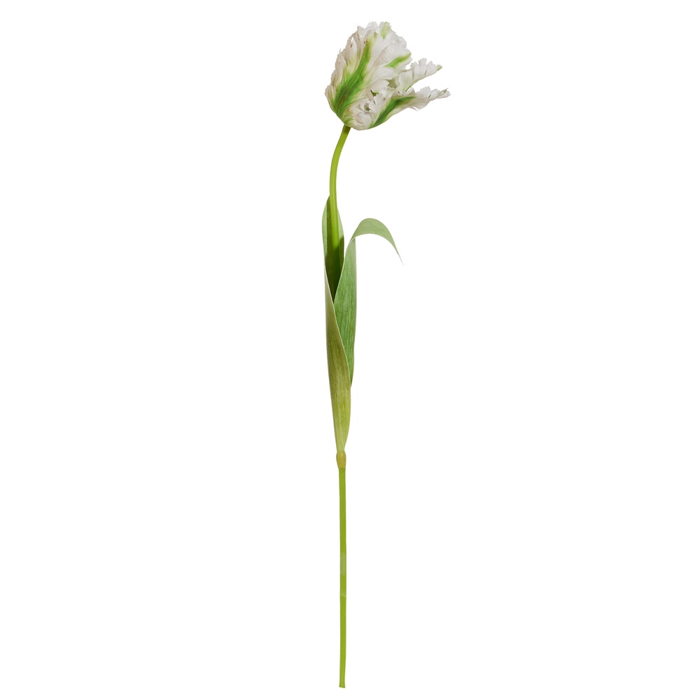 27" WHITE PARROT TULIP STEM