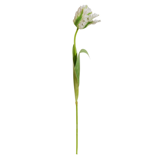 27" WHITE PARROT TULIP STEM