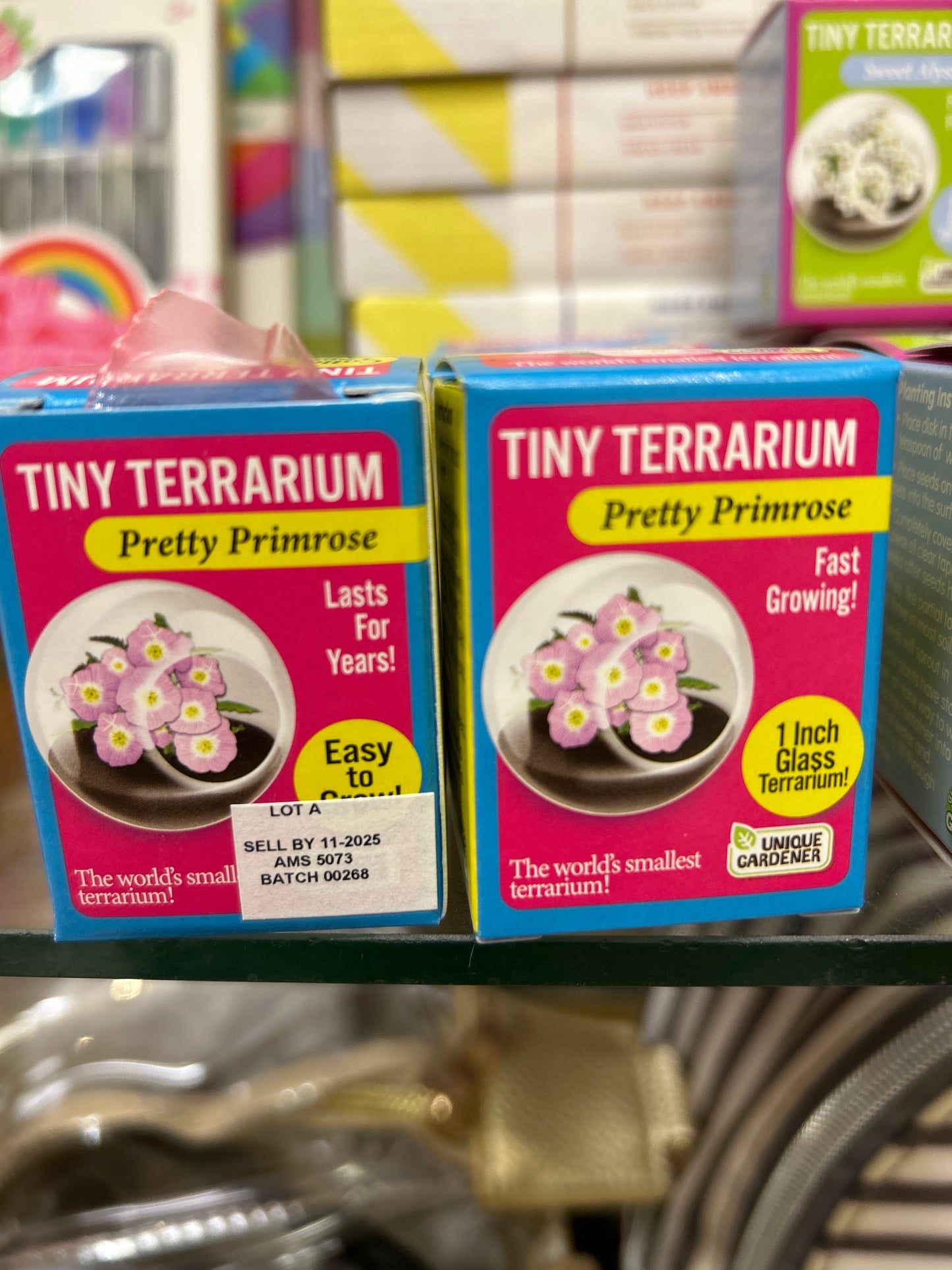 TINY TERRARIUM - PRETTY PRIMROSE