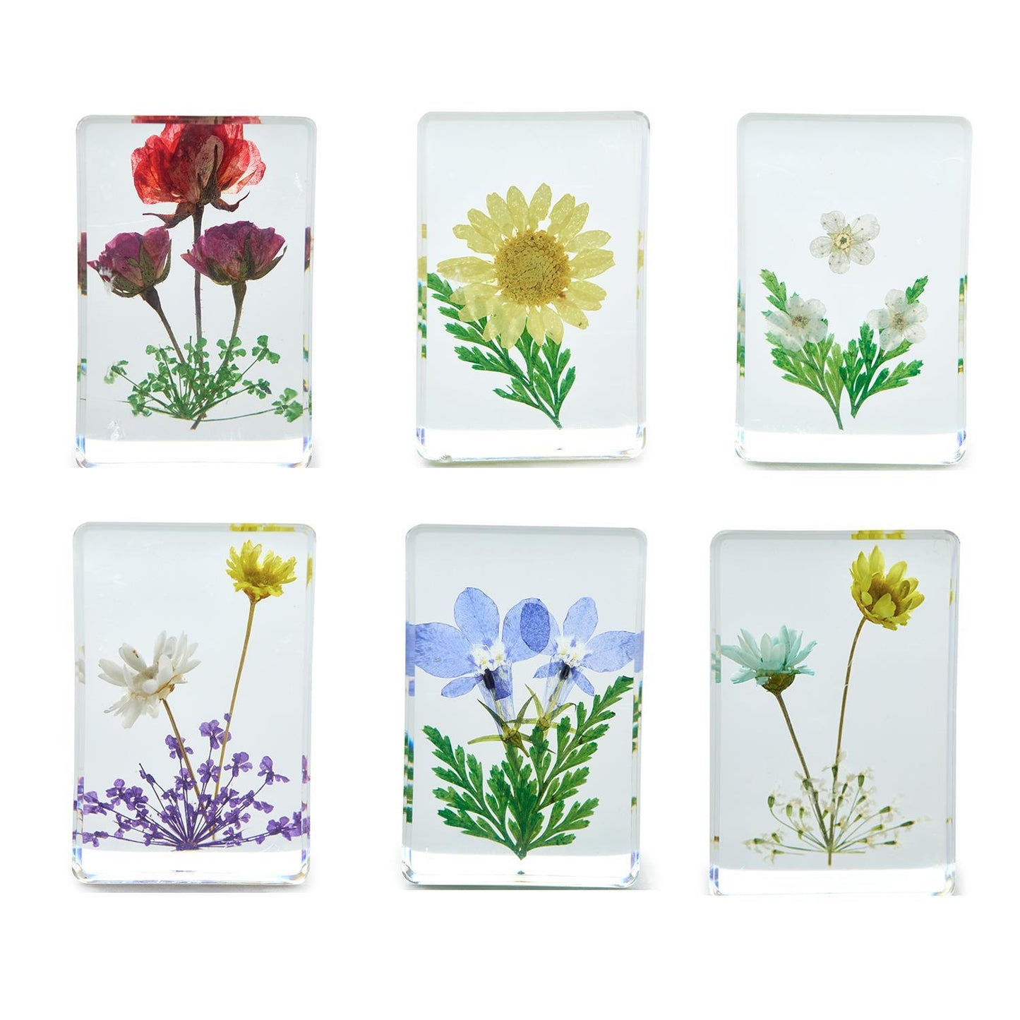 WILDFLOWER PRESSED FLORAL KEEPSAKE - ASSORTED DESIGNS